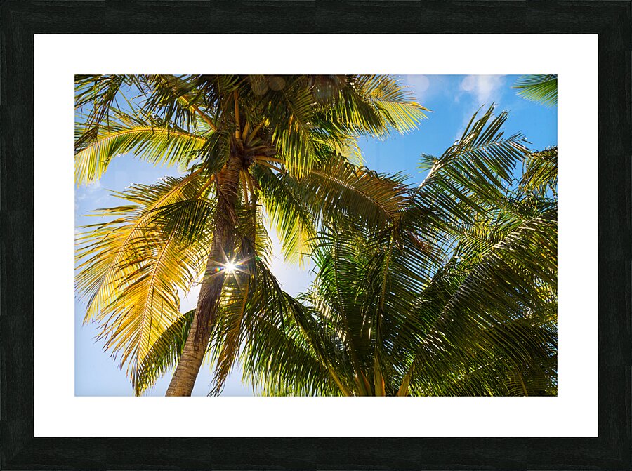 Reminiscent of a Tropical Paradise Picture Frame print
