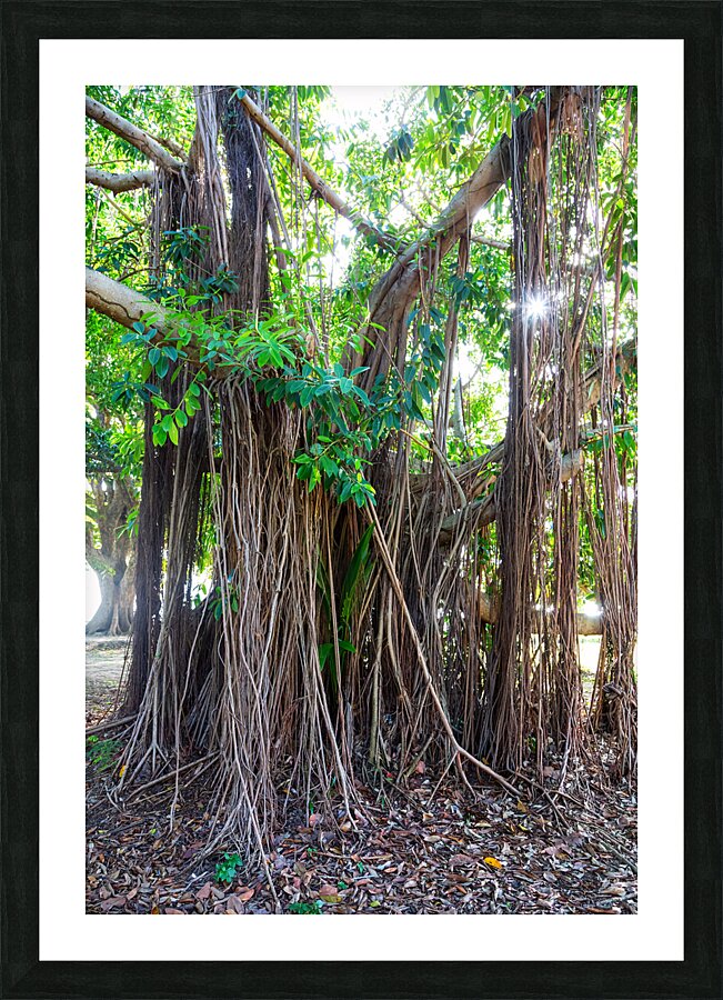 Majestic Magnificent Banyan Tree Portrait Picture Frame print