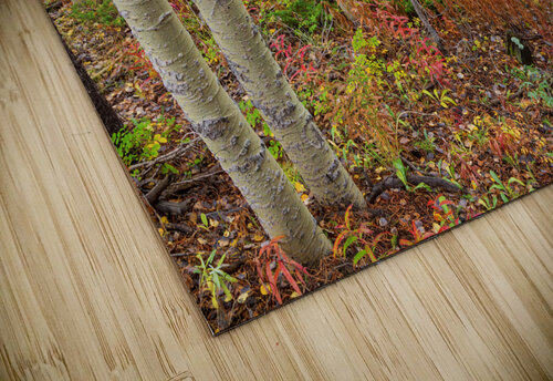 Wilderness Wonderland Bo Insogna puzzle