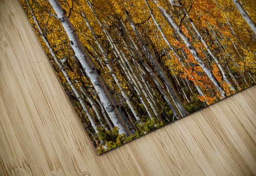Sunny Colorful Aspen Tree Mix Bo Insogna puzzle