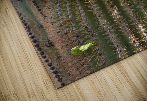 Saguaro Cactus Bloom Bo Insogna puzzle