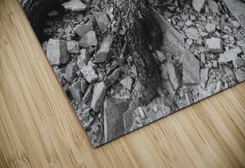 Tree Trunk Roots Exposed Bo Insogna puzzle