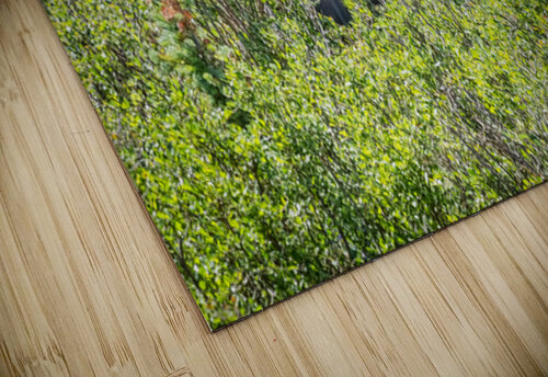 Smiling Bull Moose Bo Insogna puzzle