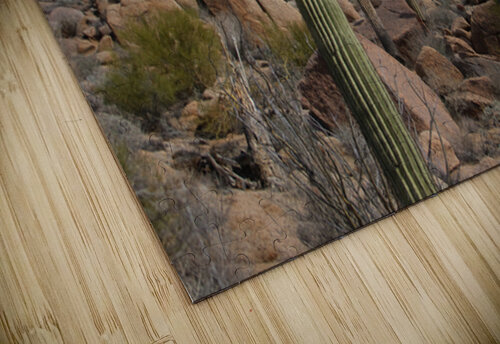 Scenic with Big Boulders Towering Giants of the Sonoran Desert Bo Insogna puzzle