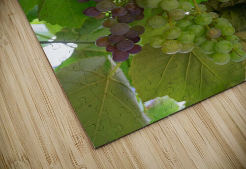 Colorful Grapes on the Vine Fine Art Photography Wall Art Bo Insogna puzzle