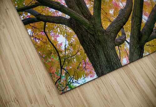 Season Of Colorful Magic Bo Insogna puzzle