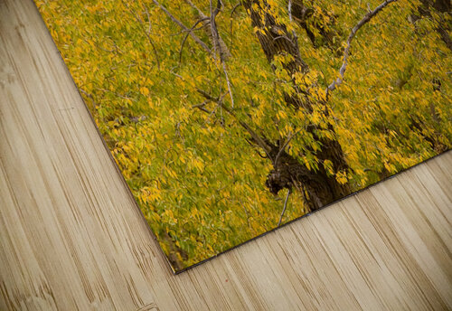 Cottonwood Tree Fall Foliage Bo Insogna puzzle