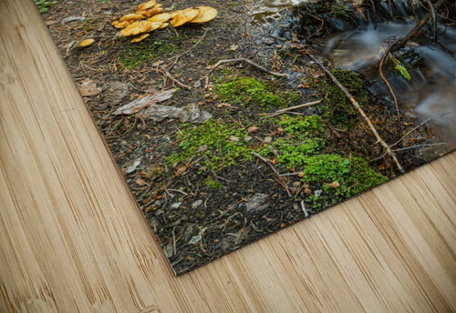 Wild Mushrooms Along Creek Bo Insogna puzzle