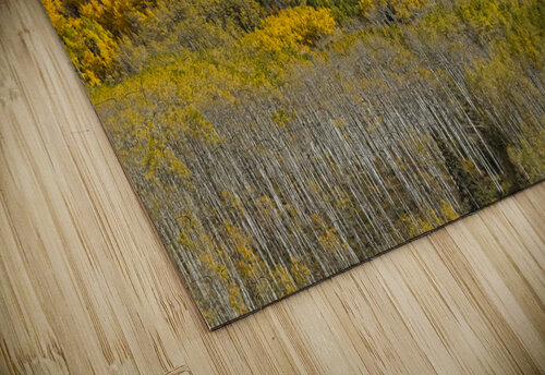 Colorado Kebler Pass Fall Foliage Bo Insogna puzzle