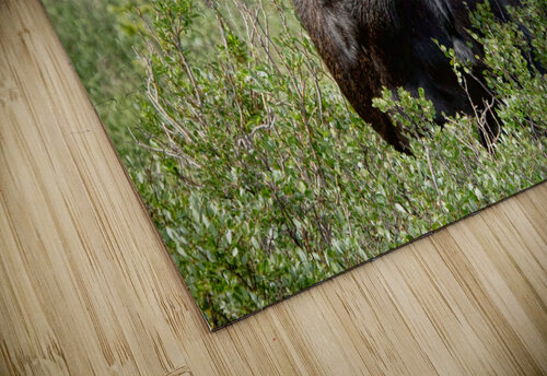 Bull Moose Wild Bo Insogna puzzle