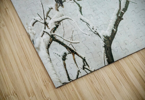 Bald Eagle Little Birdie Bo Insogna puzzle