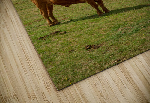 Texas Longhorn Cows Gracefully Posing at Majestic Devils Tower Bo Insogna puzzle