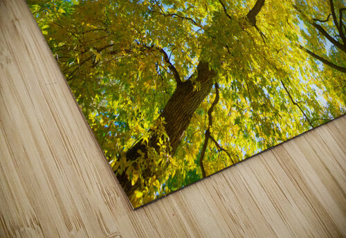 Vibrant Autumn Landscape - Colorful Trees under Blue Sky Bo Insogna puzzle