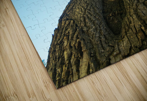 Golden Autumn Tree - Majestic Trunk and Leaves in Fall Splendor Bo Insogna puzzle