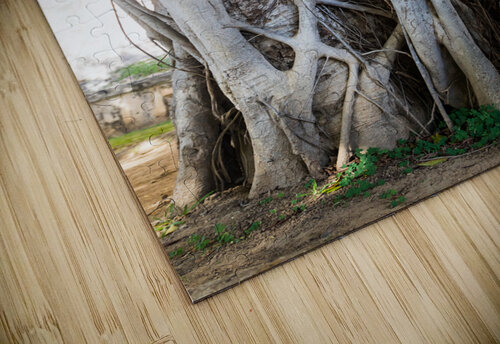 Magnificent and Colossal Intertwined Tree Bo Insogna puzzle