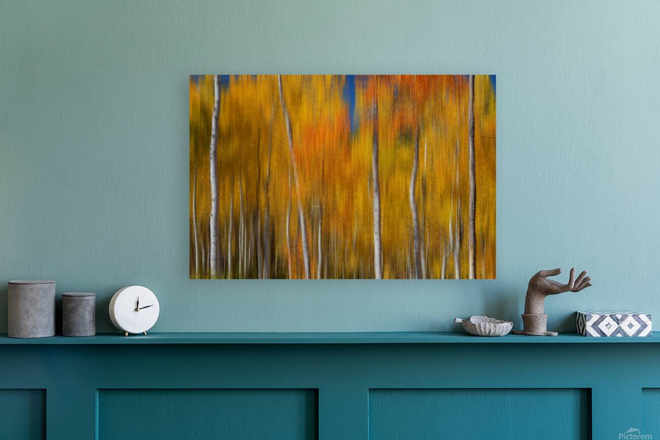 Sunny Colorful Aspen Tree Mix Reproduction