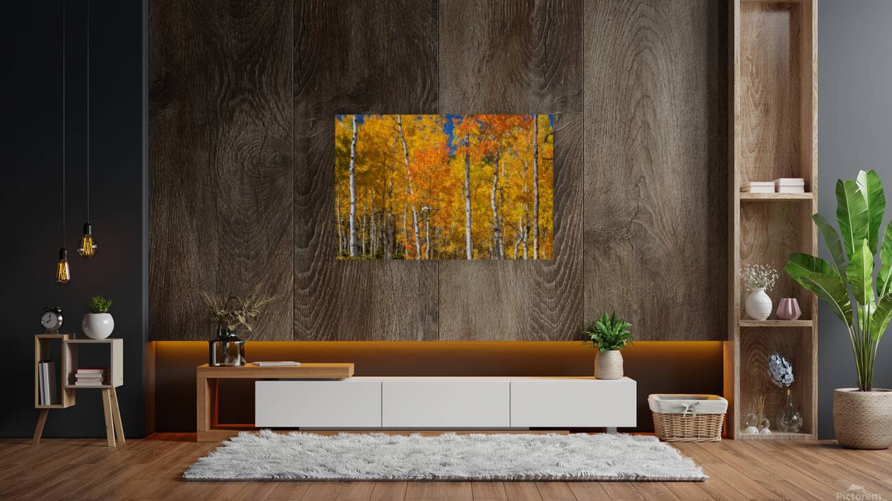 Sunny Colorful Aspen Tree Mix Reproduction
