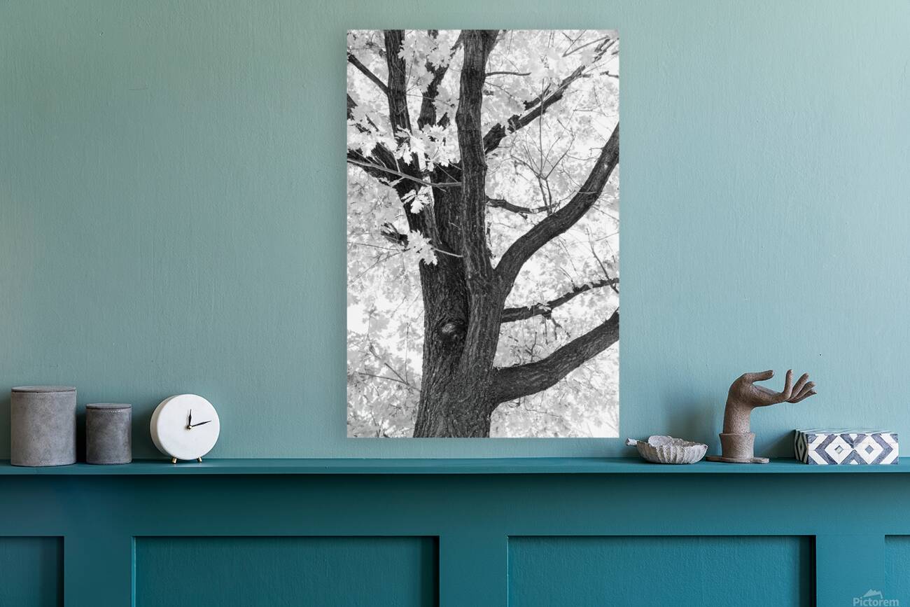 Branching Out in Timeless Black and White Elegance   Reproduction