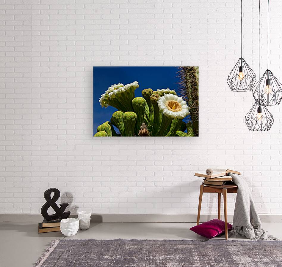 Saguaro Cactus Blooms Reproduction