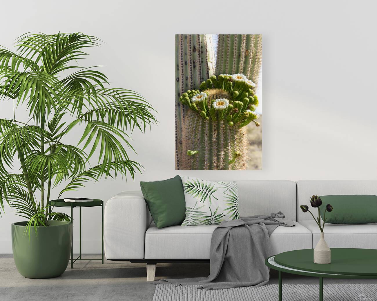 Saguaro Cactus Bloom Reproduction