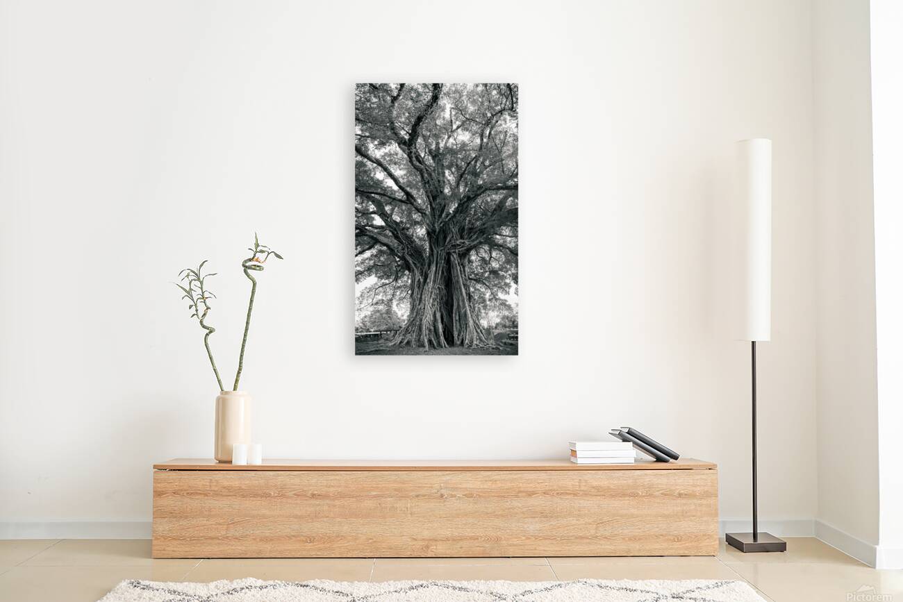 The Ancient Guardian: The 1300 Year Old Balete Tree Reproduction