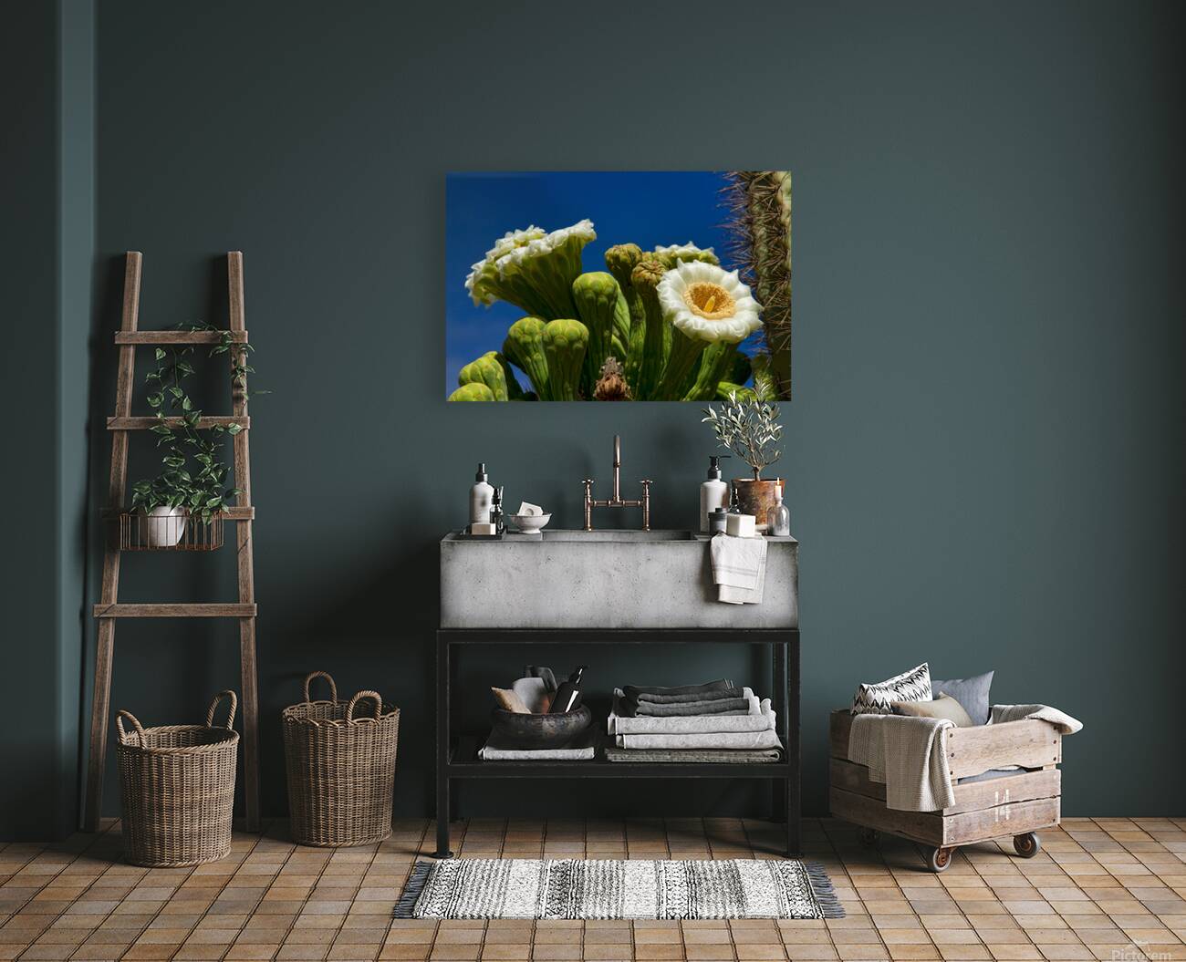Saguaro Cactus Blooms Reproduction