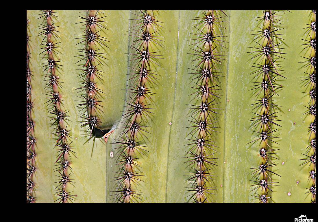 Patterns and Spines of the Desert Sentinel Reproduction