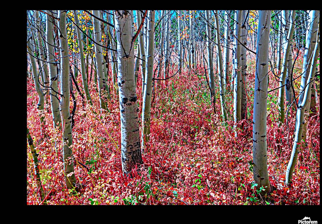 Mystic Red Autumns Fiery Carpet Aspen Grove in Fall Reproduction