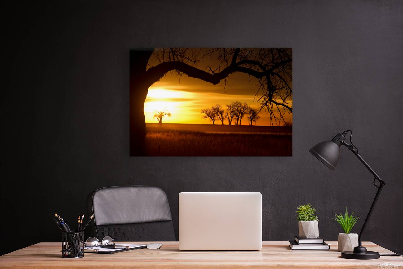 Golden Sunrise with Silhouetted Trees in Meadow Reproduction