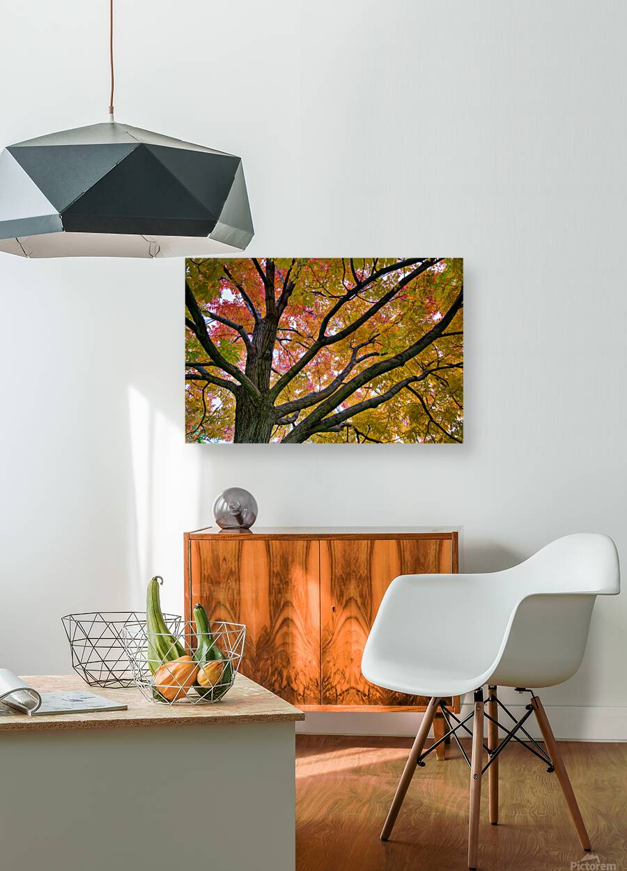 Season Of Colorful Magic Reproduction