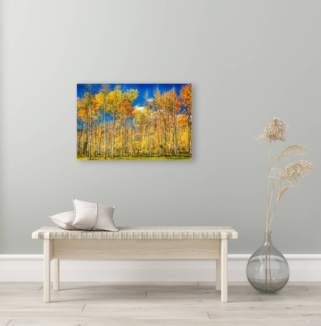 colorful colorado autumn aspen trees Reproduction