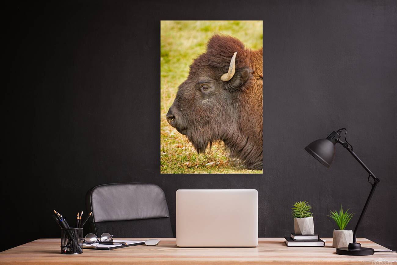 Bison Headshot Profile a Reproduction