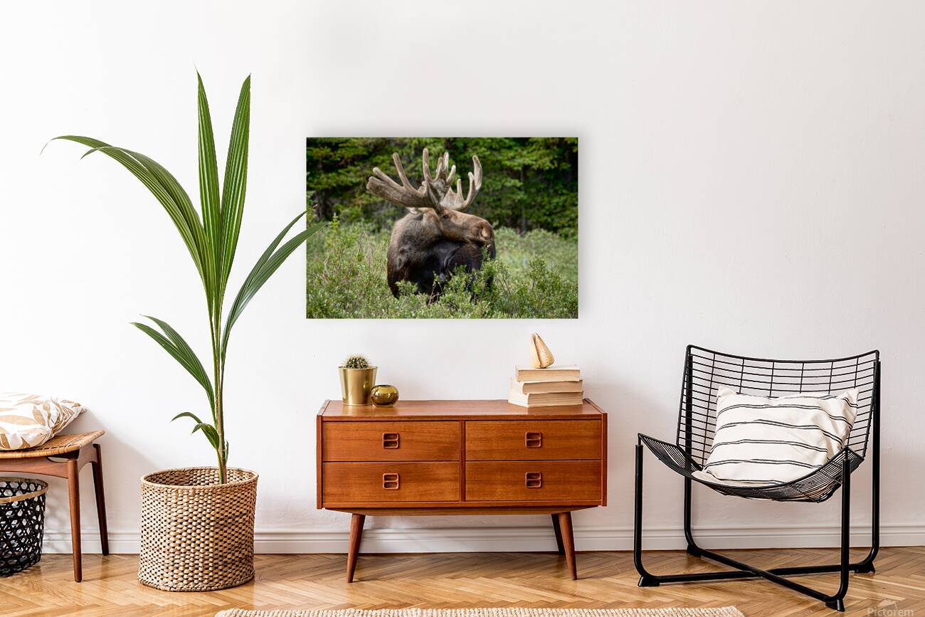 Bull Moose Wild Reproduction