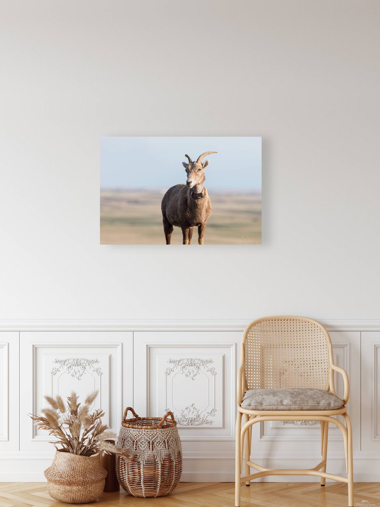 Badlands Bighorn A Glimpse of Audubons Majestic Sheep Reproduction