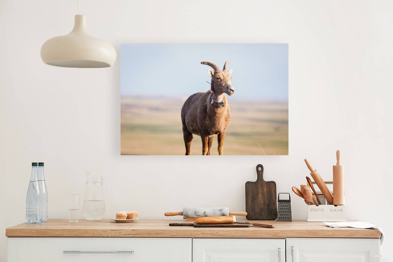 Big Horn Sheep Lucky Number 13 Reproduction