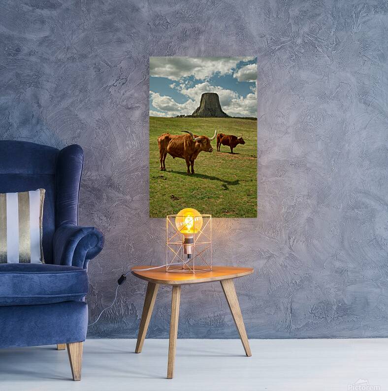 Texas Longhorn Cows Gracefully Posing at Majestic Devils Tower Reproduction