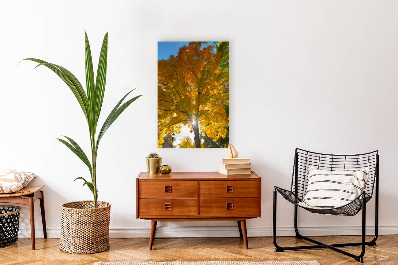 Stunning Autumn Tree Sunlight Through Colorful Leaves Reproduction