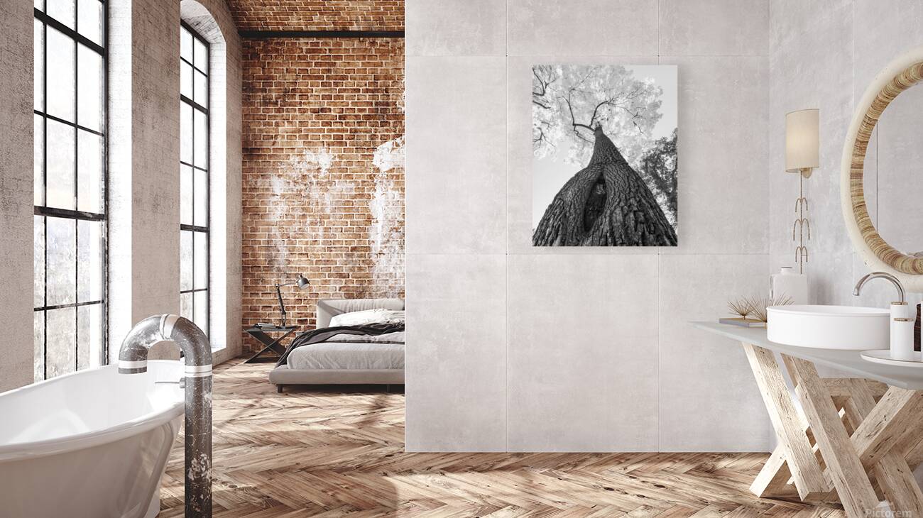 Monochrome Tree Art -  Majestic Trunk and Leaves in Fine Detail Reproduction