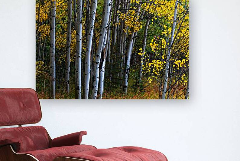 Roosevelt National Forest Wilderness Wonderland Reproduction