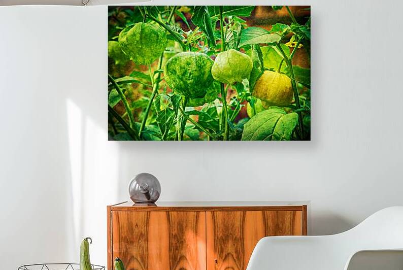 Tomatillos  by Bo Insogna