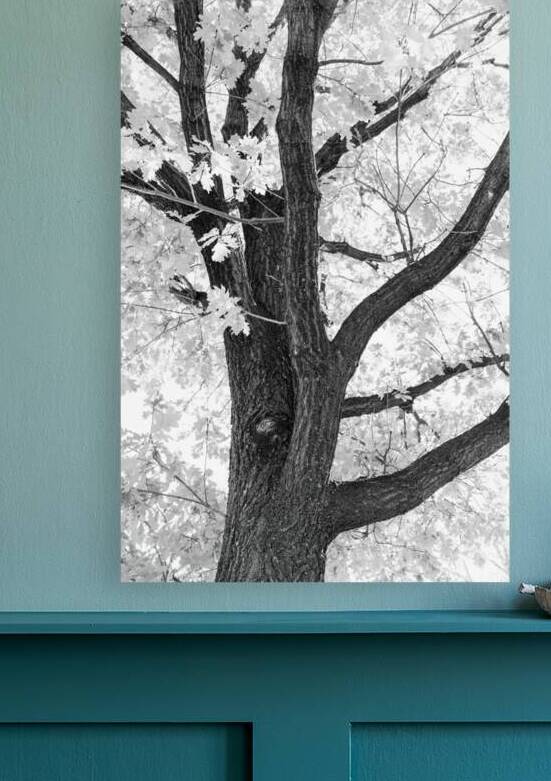 Branching Out in Timeless Black and White Elegance   by Bo Insogna