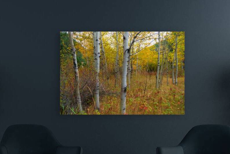 Soothing Forest Reproduction