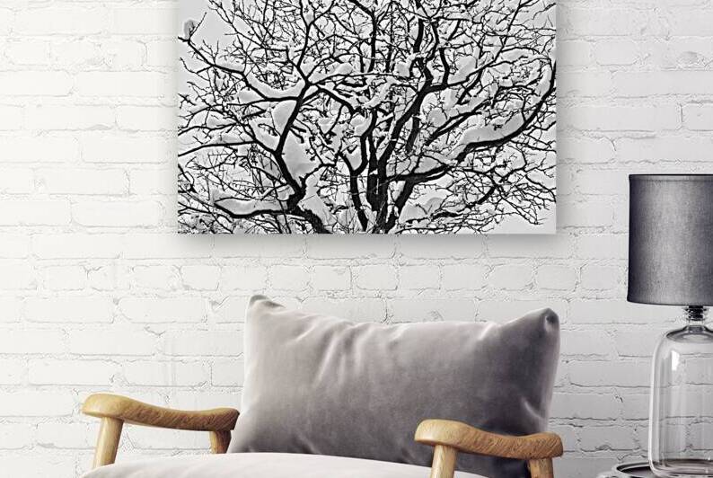 Snowy Tree Black and White by Bo Insogna