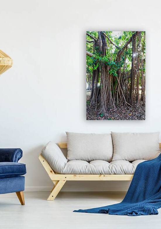 Majestic Magnificent Banyan Tree Portrait by Bo Insogna