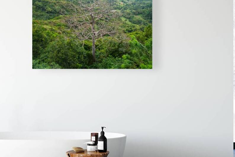  A Bare Tree Amidst Lush Hills Solitary Sentinel by Bo Insogna