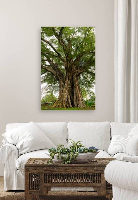 Old Century Tree of Negros Island by Bo Insogna
