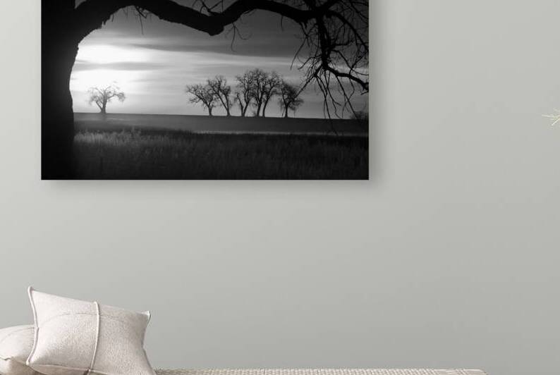 Whispers of Trees and Meadows at Sunrise in Black and White by Bo Insogna
