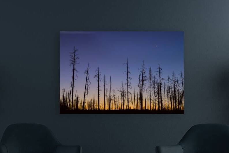 Yellowstone National Park wildfire aftermath by Bo Insogna