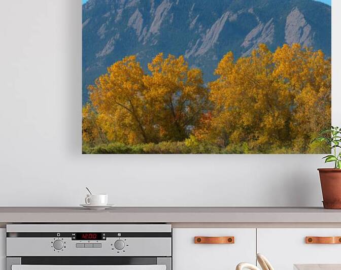 Boulder Flatirons Mighty Cottonwood Trees by Bo Insogna