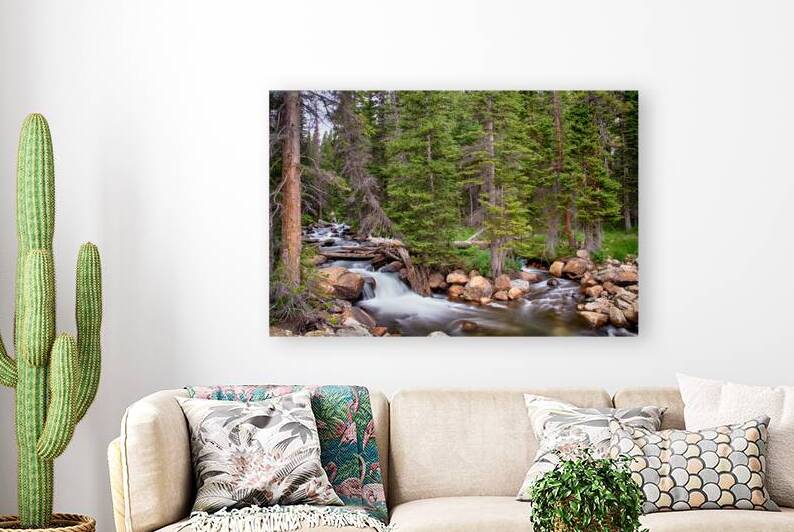Colorado Rocky Mountain Forest Stream Reproduction